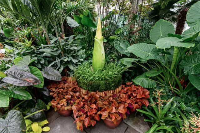 The bud of a corpse flower on display at NYBG. Photographed on June 21, 2019.